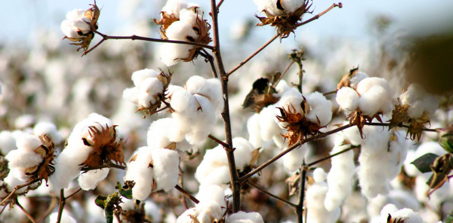 Cotton Farming