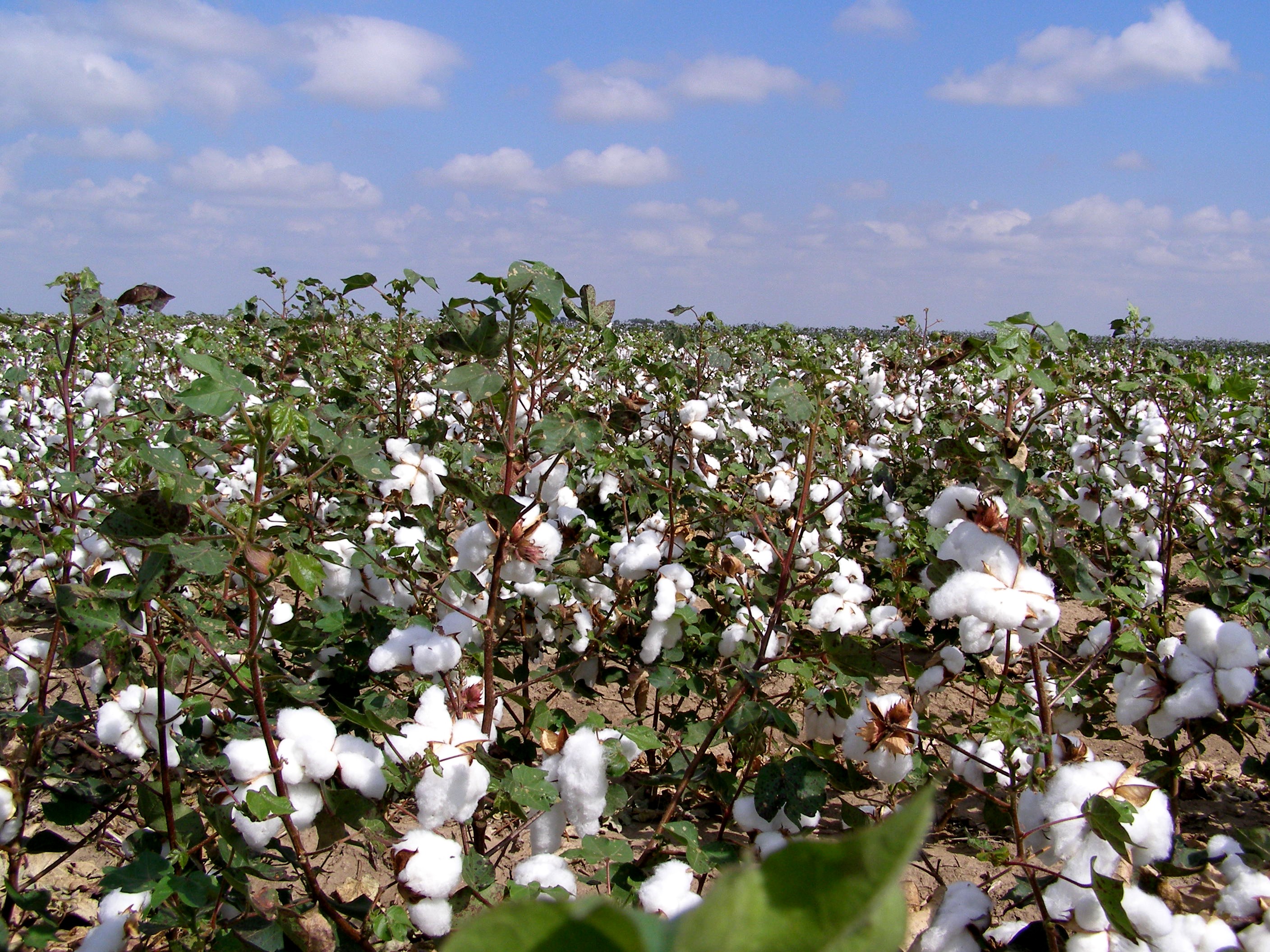 Texas Cotton Crop 2024 Election - Dita Donella